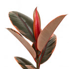Ficus Elastica Belize - 55cm, Nahaufnahme der panaschierten Blätter mit Rosa-Akzenten