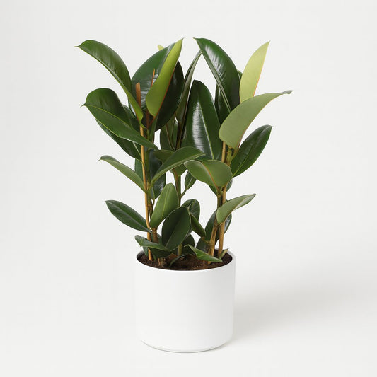 Ficus Elastica Robusta - 85cm