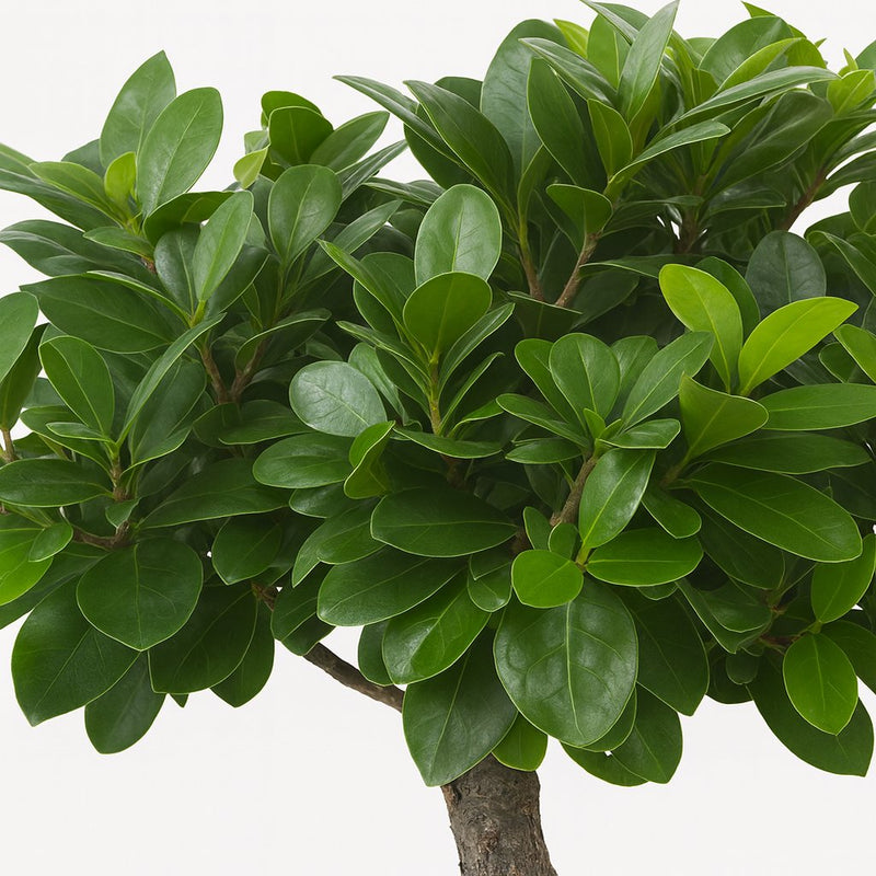 Ficus Ginseng Detail