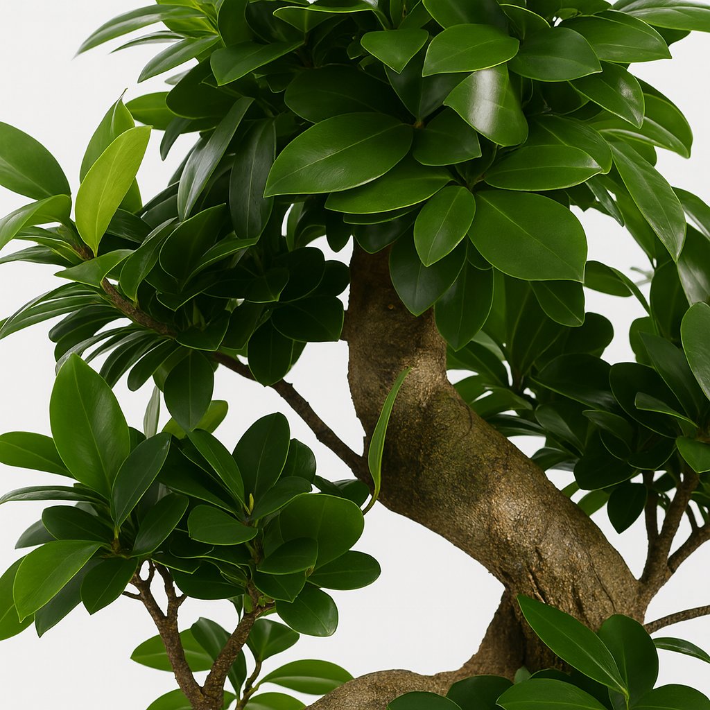 Ficus Ginseng - 60cm