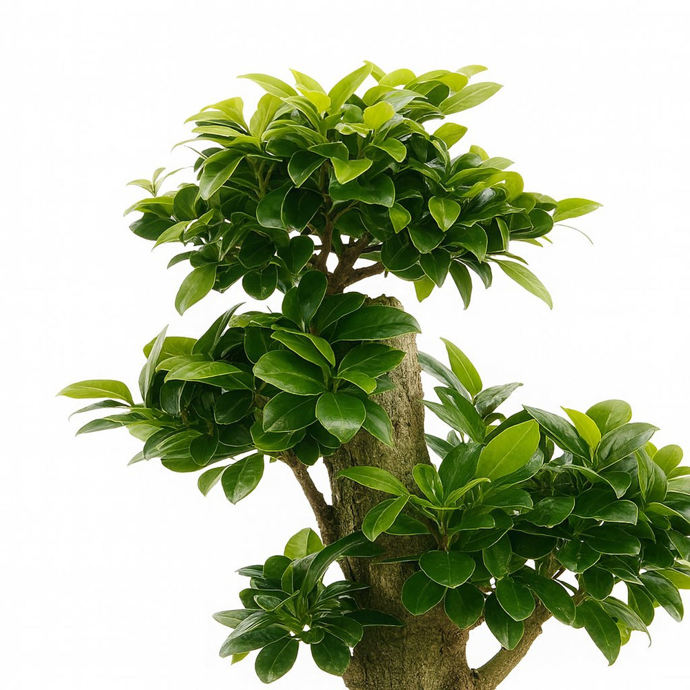Ficus Ginseng