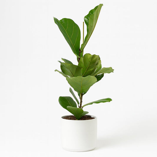 Ficus Lyrata - 60cm
