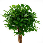 Ficus Micr. Moclame - 110cm