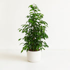 Ficus benjamina Danielle - 95cm in einem modernen Studio mit modernem Topf