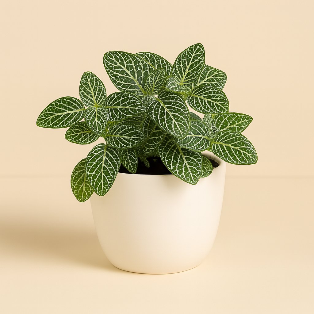 Fittonia Verschaffeltii - 15cm