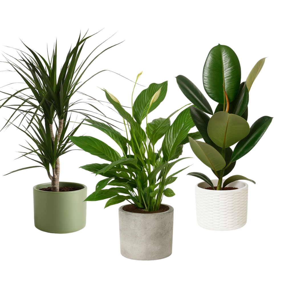 Große pflegeleichte Zimmerpflanzen (s)