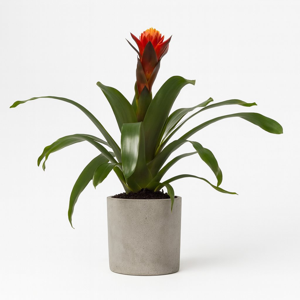 Guzmania Happiness - 45cm in einem modernen Studio mit modernem Topf