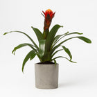 Guzmania Happiness 45cm im 12cm Topf