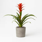 Guzmania Ostara 45cm im 12cm Topf