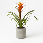 Guzmania Variada 50cm im 12cm Topf