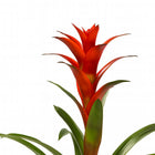 Guzmania Ostara 45cm im 12cm Topf Nahaufnahme