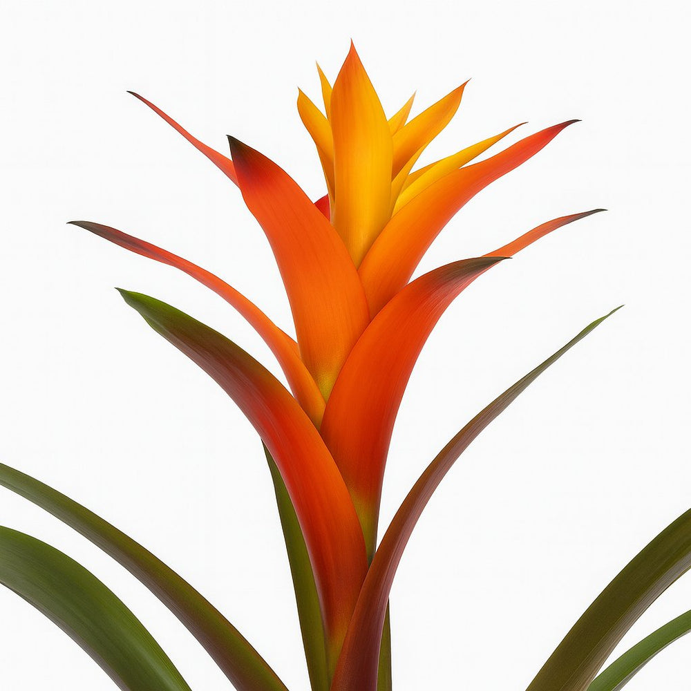 Guzmania Variada 50cm im 12cm Topf Nahaufnahme