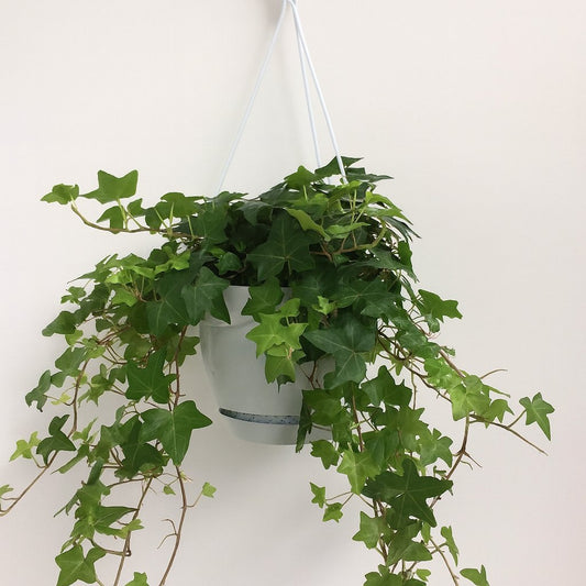 Hedera Helix - Ø17cm