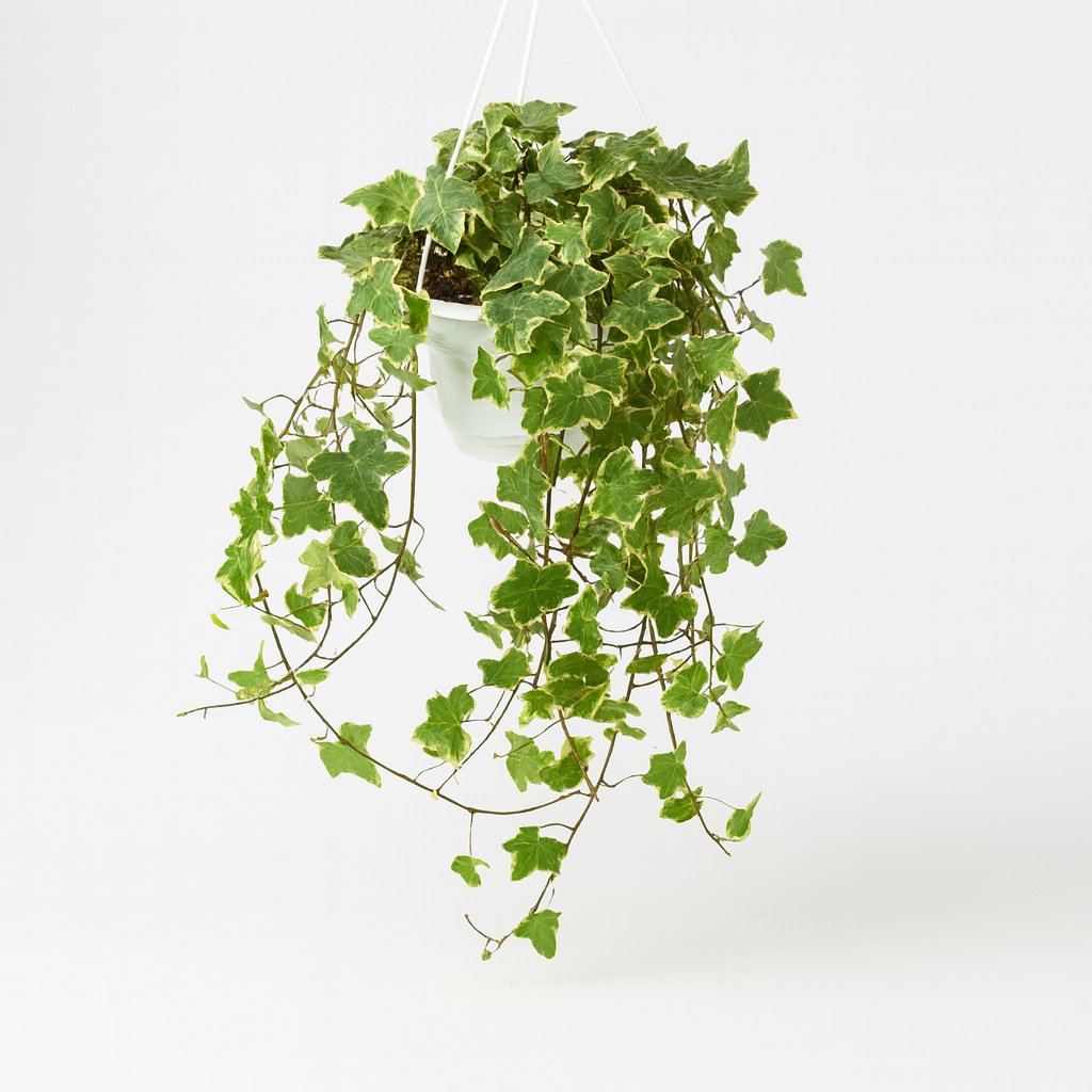 Hedera Helix Gold Child - Ø24cm
