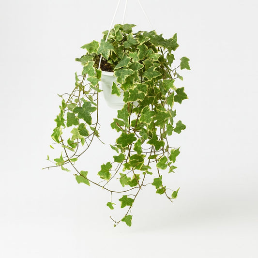Hedera Helix Gold Child - Ø24cm