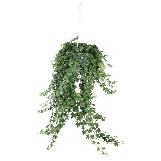 Hedera Helix Pitsburg - Ø24cm