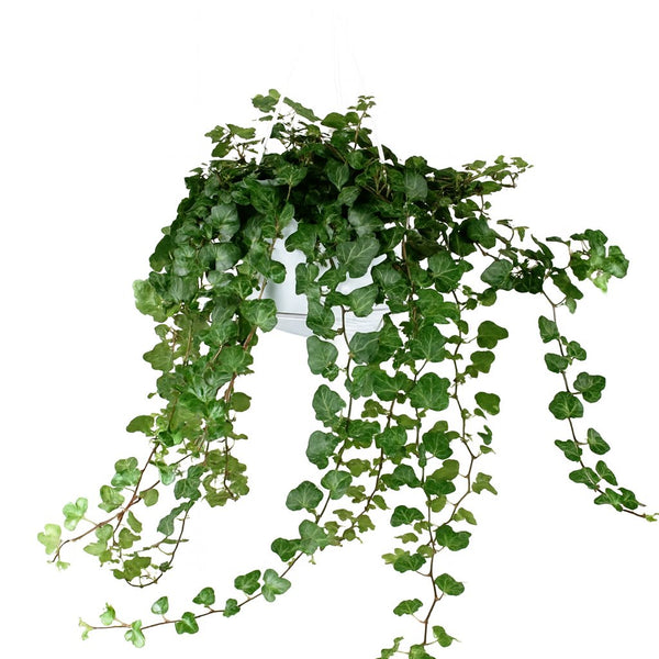 Hedera Wonder Green 70cm im 24cm Topf