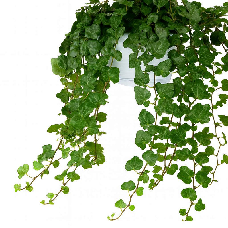 Hedera Wonder Green Detail