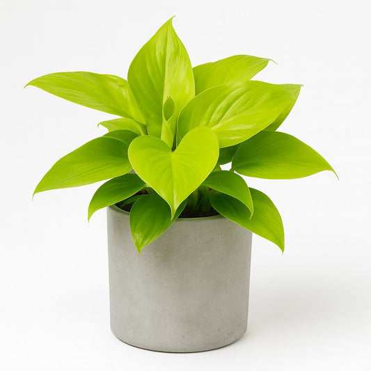 Homalomena Lemon Lime - 30cm