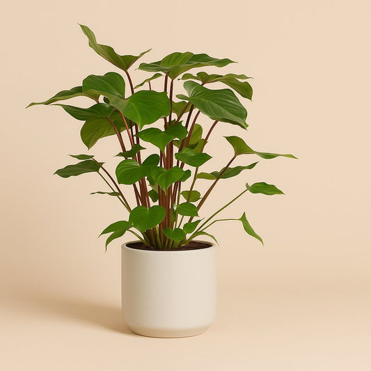 Homalomena Rubescens Maggy - 90cm