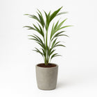 Howea Forsteriana - 100cm in einem modernen Studio mit modernem Topf