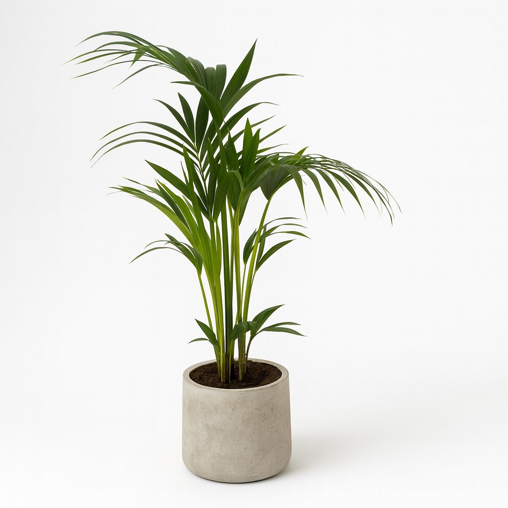 Howea Forsteriana - 100cm