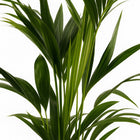 Howea Forsteriana - 100cm