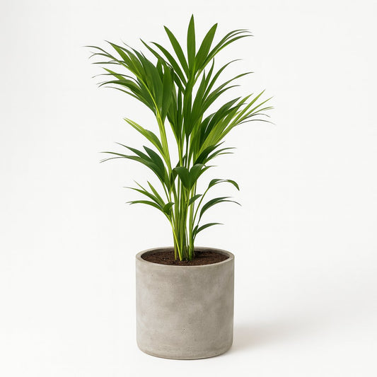 Howea Forsteriana - 100cm