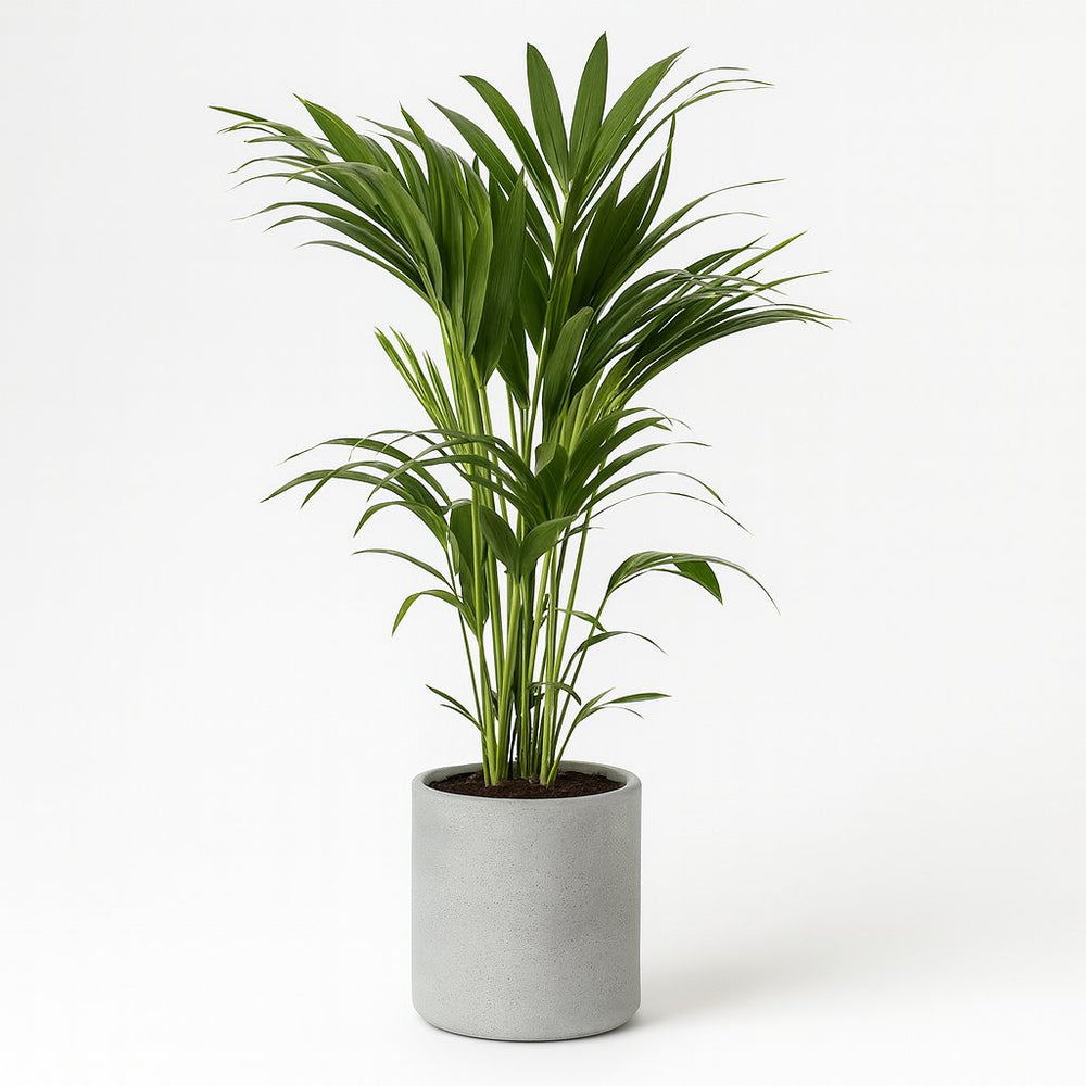 Howea Forsteriana 110cm im 21cm Topf