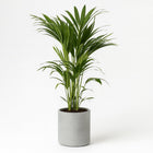 Howea Forsteriana 110cm im 21cm Topf