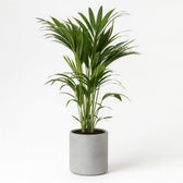 Howea Forsteriana 110cm im 21cm Topf