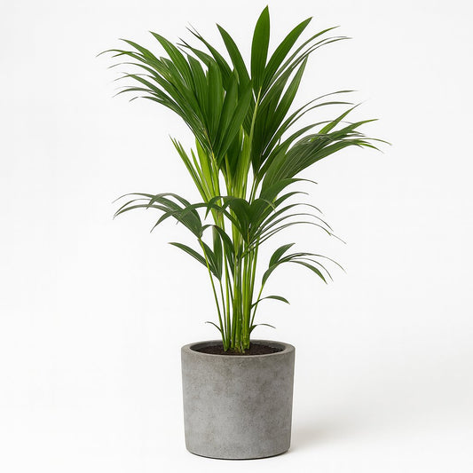 Howea Forsteriana - 110cm