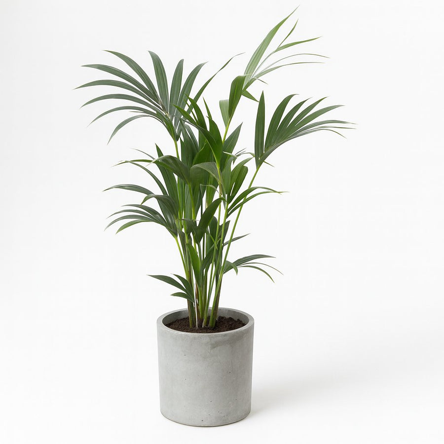 Howea Forsteriana - 120cm in einem modernen Studio mit modernem Topf