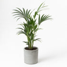 Howea Forsteriana 120cm im 21cm Topf