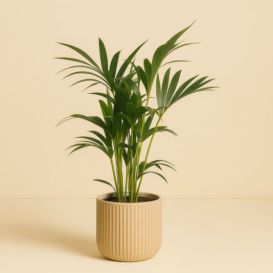 Howea Forsteriana - 120cm
