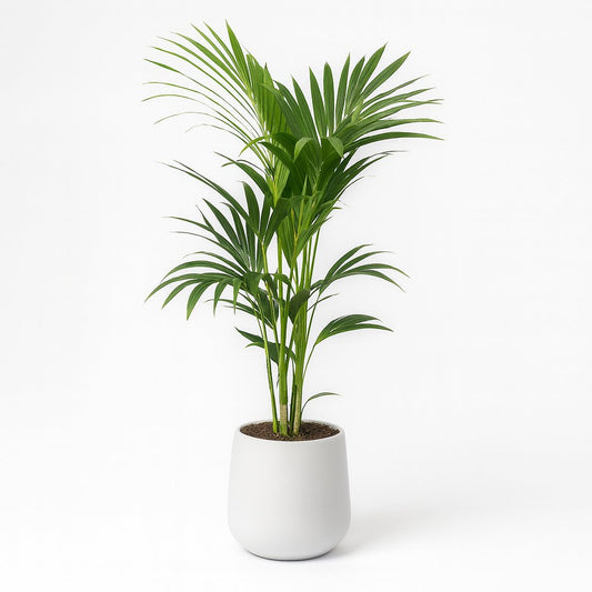 Howea Forsteriana - 120cm