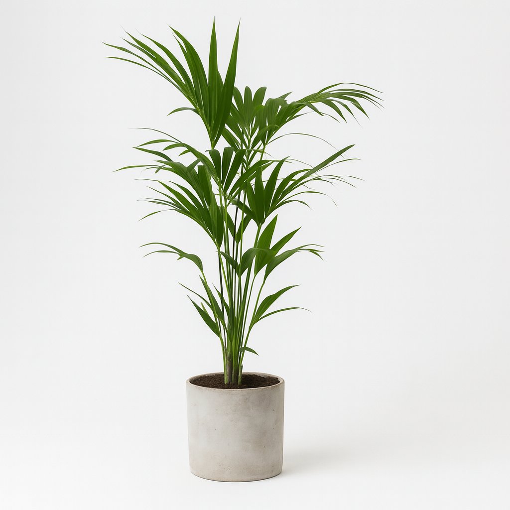 Howea Forsteriana - 120cm