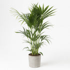 Howea Forsteriana 120cm im 24cm Topf
