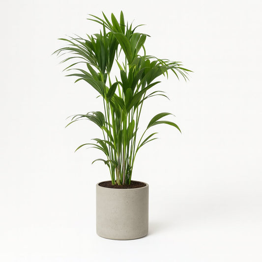 Howea Forsteriana - 120cm
