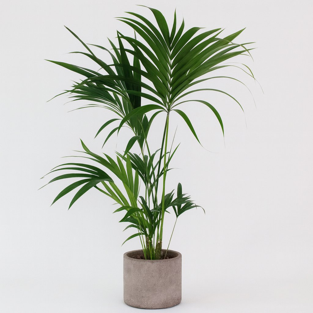 Howea Forsteriana - 130cm in einem modernen Studio mit modernem Topf