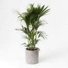 Howea Forsteriana 130cm im 24cm Topf