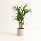 Howea Forsteriana 75cm im 17cm Topf