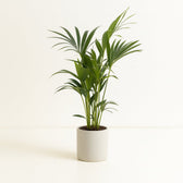 Howea Forsteriana 75cm im 17cm Topf