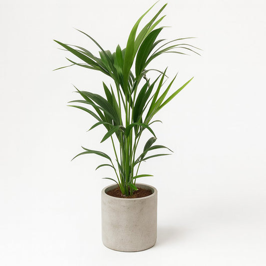 Howea Forsteriana (Kentia) - 100cm