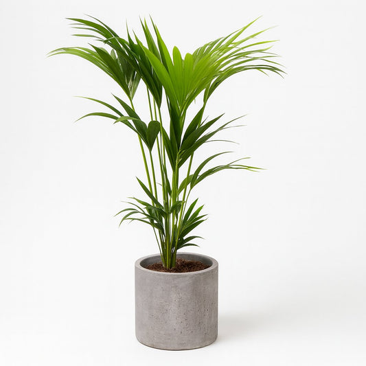 Howea Forsteriana (Kentia) - 120cm
