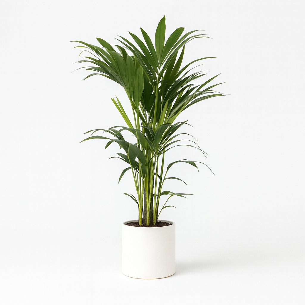 Howea Forsteriana - 100cm in einem modernen Studio mit modernem Topf