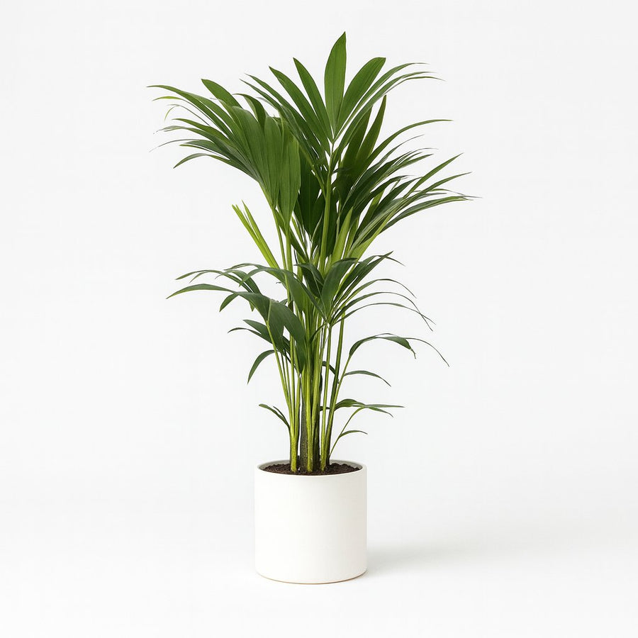 Howea Forsteriana - 100cm in einem modernen Studio mit modernem Topf