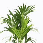 Howea Forsteriana - 130cm