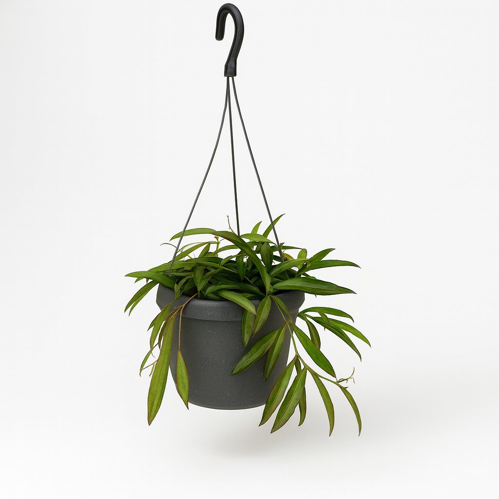 Hoya Bella - 20cm
