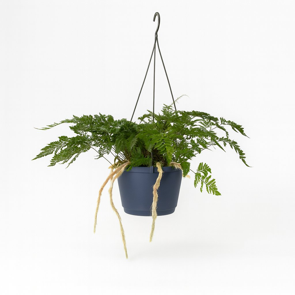 Humata Tyermannii - 20cm